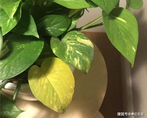 探究钱袋树叶子发黄原因及解决方法