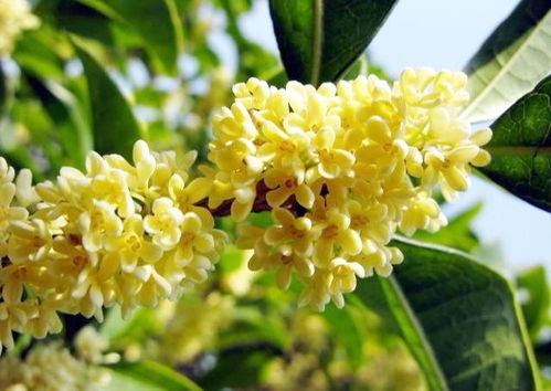 桂花室内养殖方法有哪些？如何让桂花在室内茁壮成长
