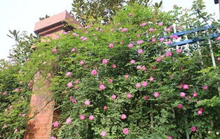 北方种植经济作物那些事儿