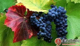 东北葡萄不埋如何安全过冬？