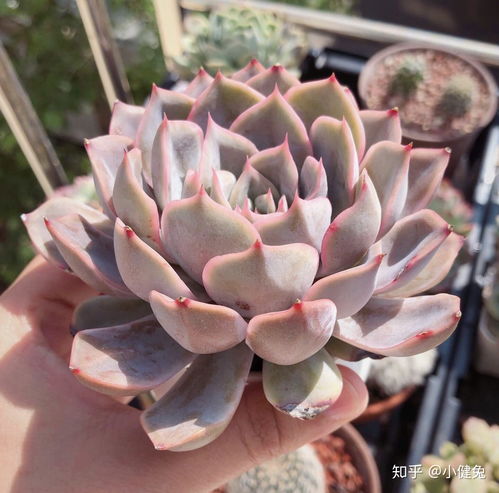 花盆怎么选才平安？