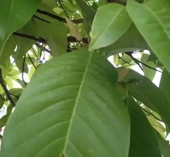 白兰花怎么养才能保证花朵香气浓郁