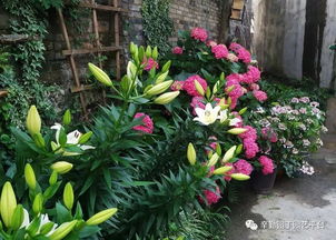 无尽夏，多年生宿根花卉