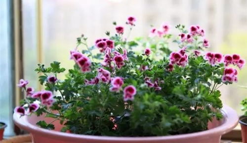 养花达人分享：轻松防虫招数