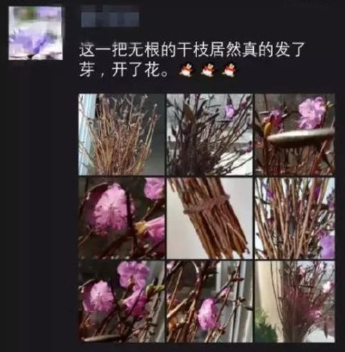揭秘水梅花苞紧闭之谜：如何解锁其绽放之门？