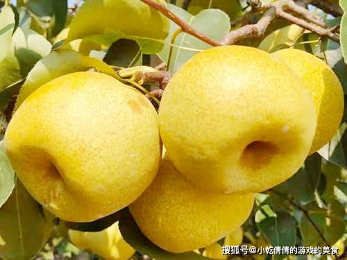 雪梨是什么梨？这种梨子和其他梨有啥不一样