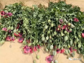 别私留种， 毒素超标后果严重