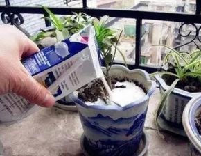 纯牛奶浇花？还是需要发酵