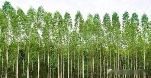 长沙地区常用苗木大盘点
