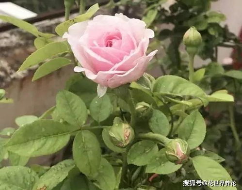 月季种子发芽全过程是怎样的？有哪些关键种植方法和技巧需要注意