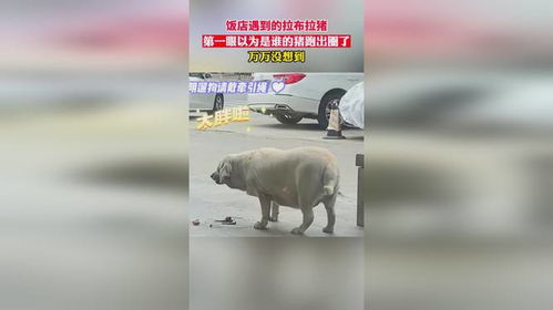 小黑猪跑出绝世美味，探寻其神秘配方