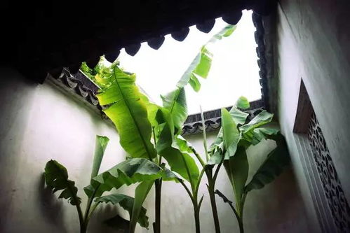 雨打芭蕉，凄凉意境