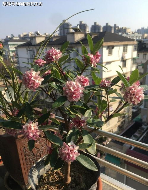 金边瑞香为什么能一年多次开花呢？