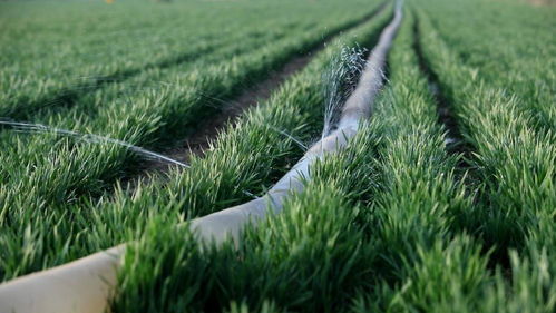 抗倒伏神器：多效唑、 烯效唑、矮壮素