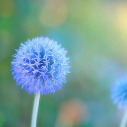 春天的植物探秘之旅：辨别花朵和叶子的那些小事儿