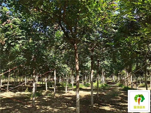 栾树移植后的枝条修剪，心要细