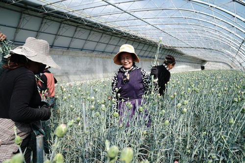 西藏青稞50年：从传统种植到现代化发展