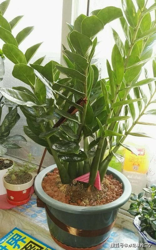 金钱树，招财进宝
