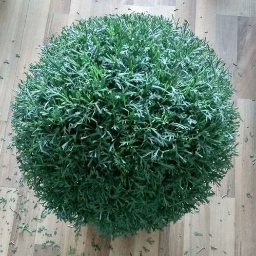玛格丽特爆盆秘诀：打顶摘心