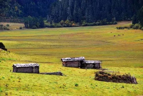 在海拔3000米高寒地区的花卉种植探索