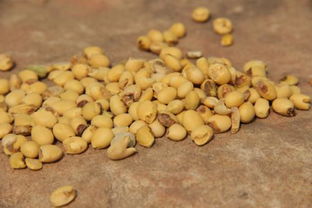 防治黄豆虫子的农药有哪些？