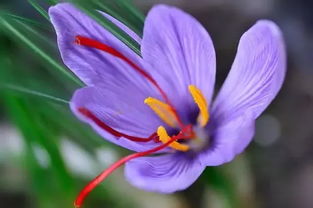 藏红花：香料与药用双全的美物