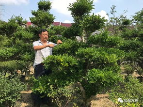 选择花卉的“秘密”