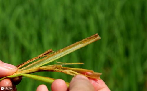 混用效果：是福是祸， 难说啊