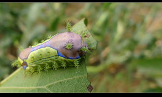 花儿吃虫， 竟是这样的道理