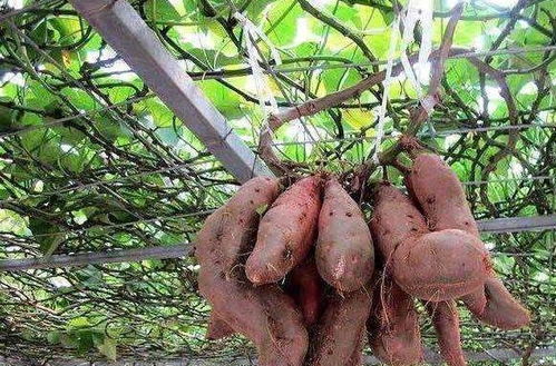 红薯多年生，种植技巧有哪些