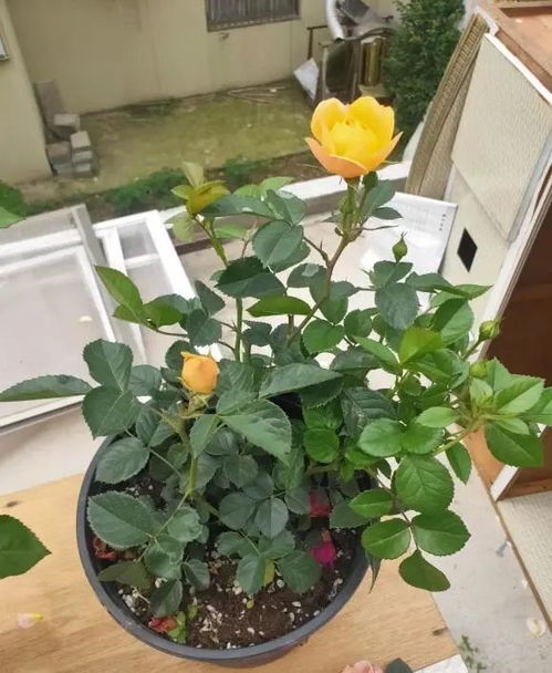 春季月季苗嫁接，那点小技巧，你懂不？