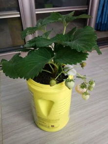 如何自制免费月季花肥，不用花钱买肥料