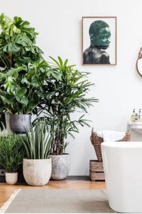 家养花卉， 五彩斑斓