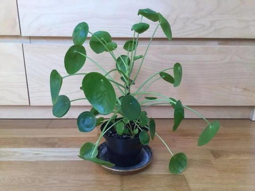 浇水，这水是浇多了还是浇少了？