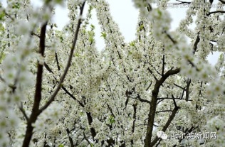 2. 树儿啊， 那可是大自然的守护者呢