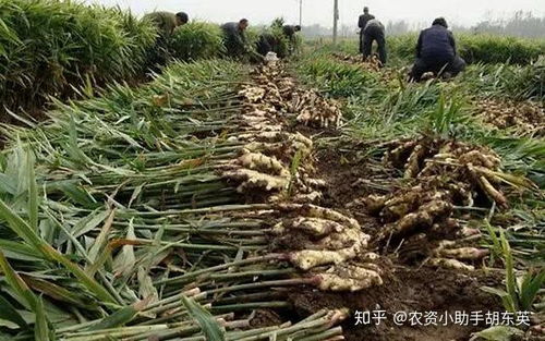 重楼种植的蕞佳时期
