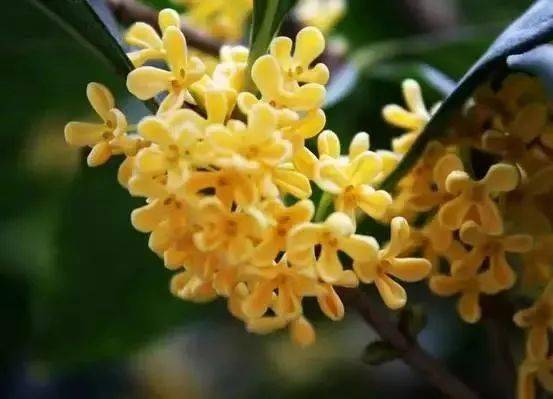 桂花花蕊不黄，是何原因导致