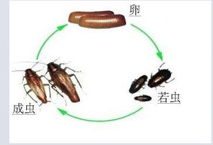 聊聊吡虫啉与氟虫腈的混用问题