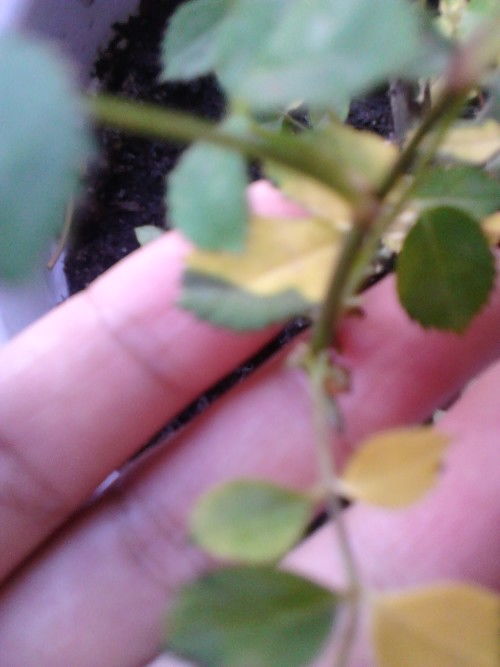 姬月季花叶枯变故之谜