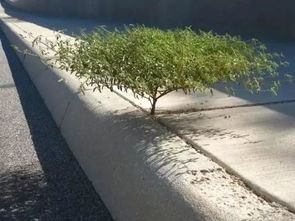 智嫩温室与糖分管理