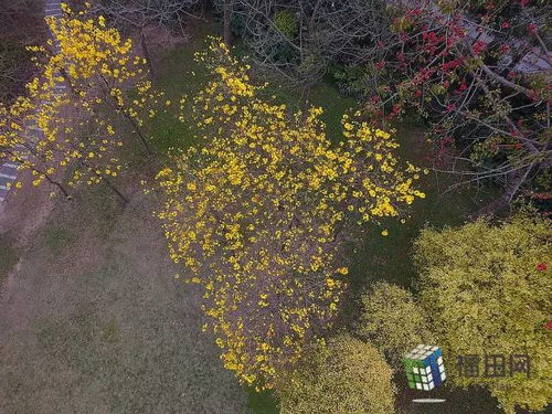 寻那公园黄花踪