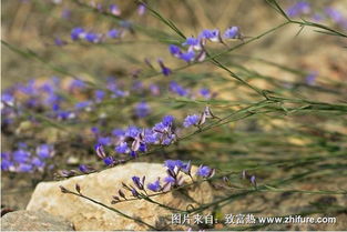 远志一亩地的产量大约为500到600斤