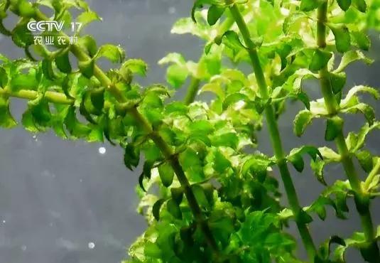 除虫菊的益处与应用