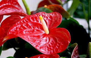 火鹤花VS红掌，花型花色大不同