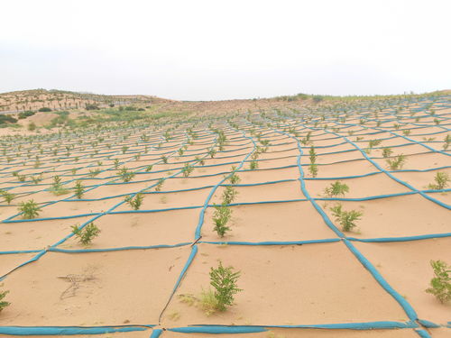 第一招：选对草种， 省心又省力