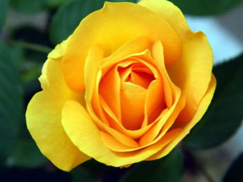 月读月季：一朵花的故事