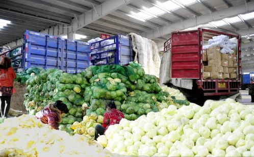 南阳蔬菜批发市场， 一站式采购