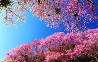 冰雪世界月季Snow World的花期揭秘