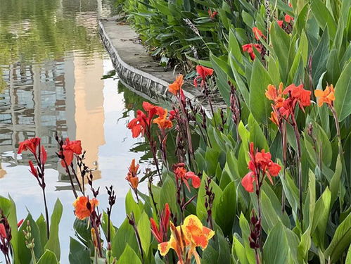 美人蕉的花颜色，那可是五彩斑斓哦！