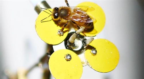 种花不仅是艺术，也是生活